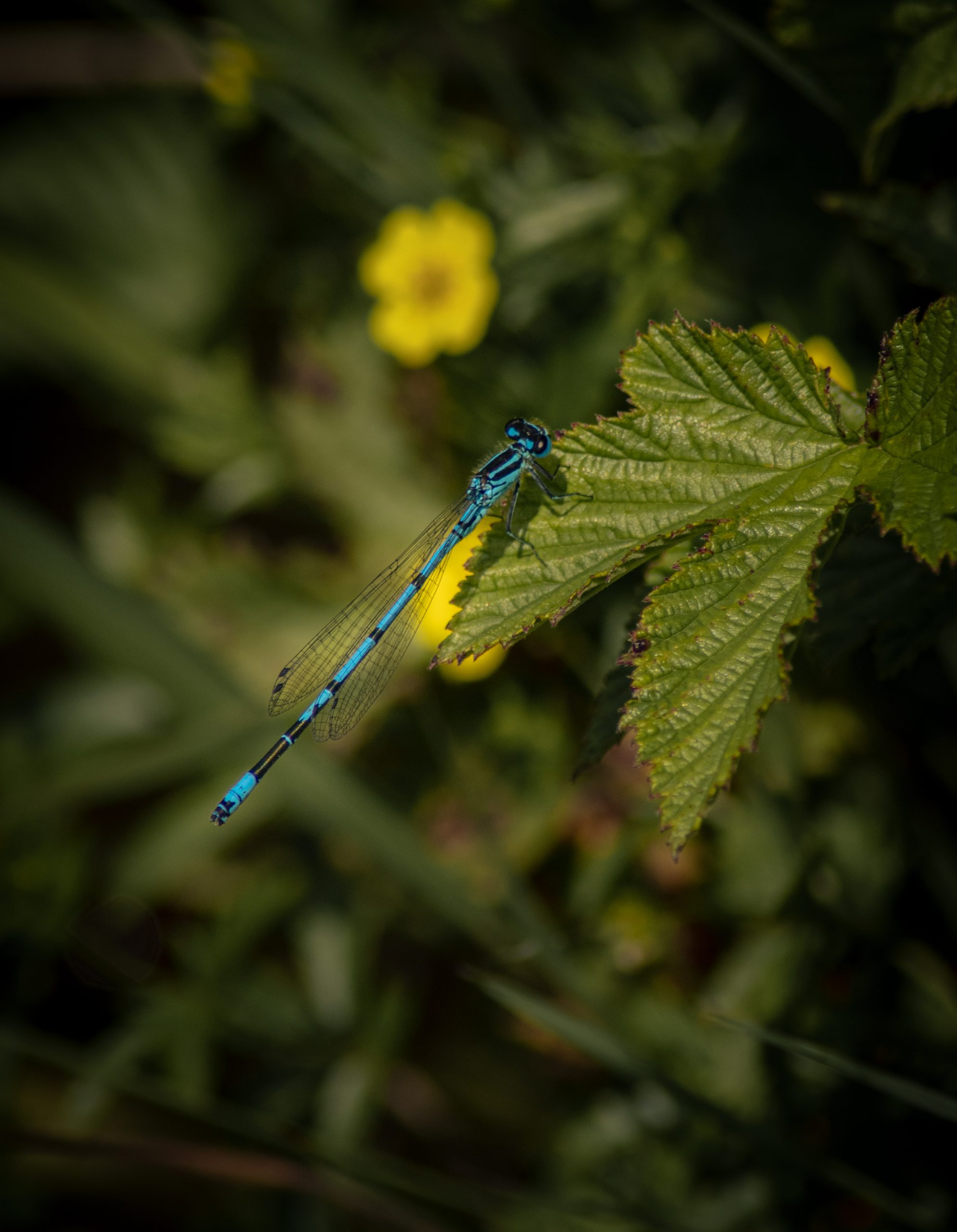 Libellule sur le Lac Genin