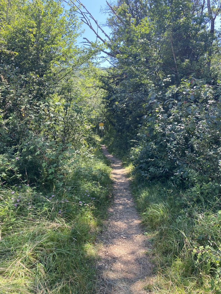 Forêt - direction les sauts de Charmine