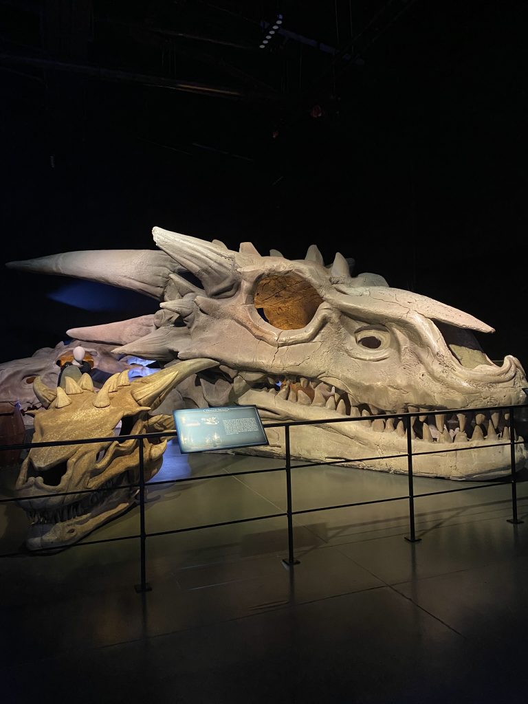 Crâne du dragon Balerion exposé aux studios Game of Thrones, immense structure osseuse sombre aux détails réalistes
