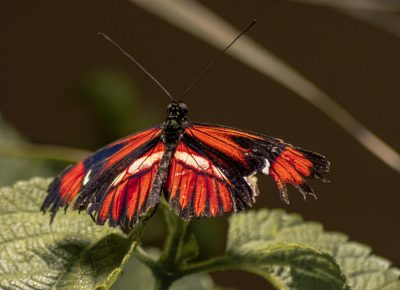 Papillon - parc des oiseaux - Ain